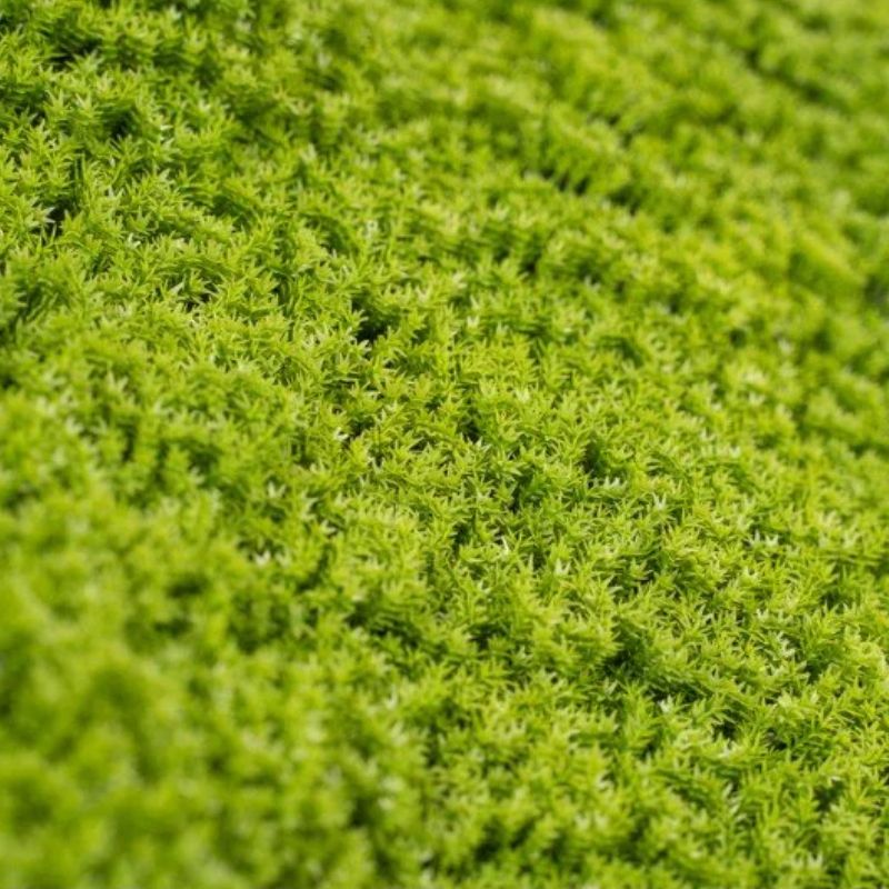 Siepe Artificiale 3D Muschio 50x50 cm