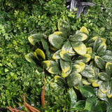 Siepe Artificiale 3D 100x100 cm Kenya