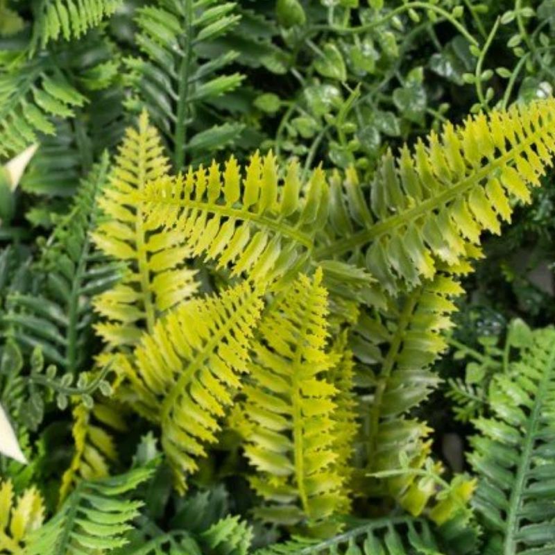 Siepe Artificiale 3D 100x100 cm Kenya