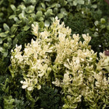 Siepe Artificiale 3D 100x100 cm Spring per Esterni