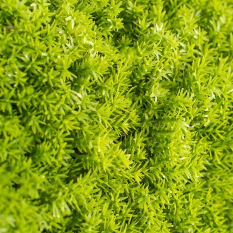 Siepe Artificiale 3D Muschio 50x50 cm