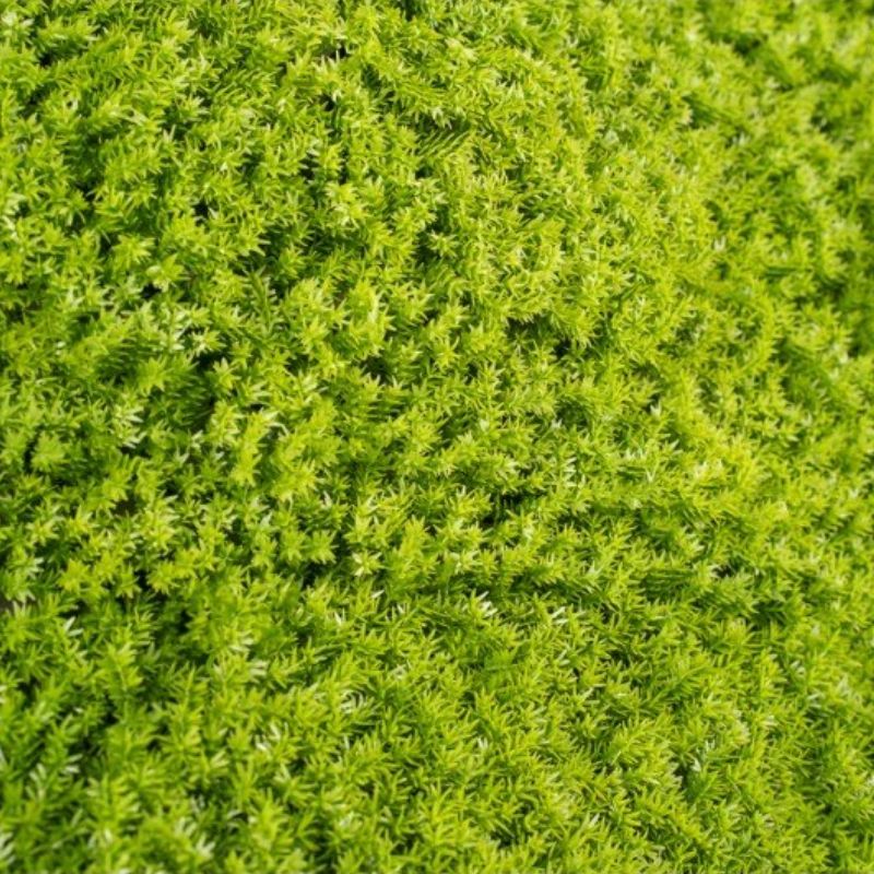 Siepe Artificiale 3D Muschio 50x50 cm