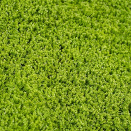 Siepe Artificiale 3D Muschio 50x50 cm