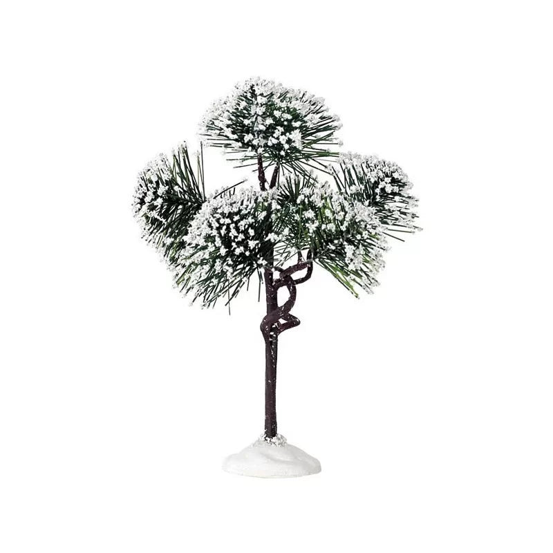 Albero Pino Di Montagna Medio