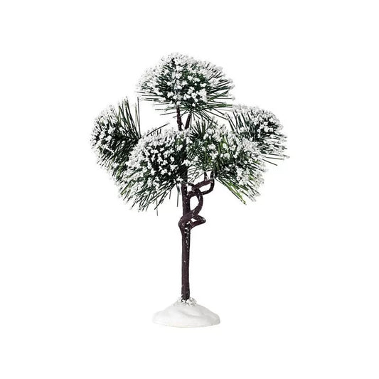 Albero Pino Di Montagna Medio